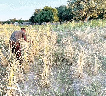 Met office warns of severe drought