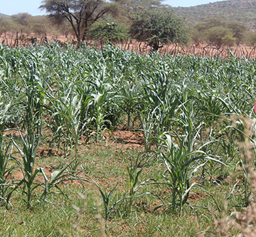 Kunene drought situation critical …calls for prolonged drought relief