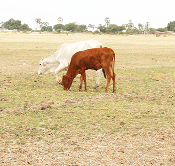 Aanafalama yomahangu yasholola