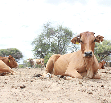 Govt unleashes drought counter-offensive