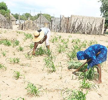 130 000 queue up for   drought relief in Omusati