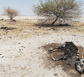 Nust, partners dig into climate change awareness…as Namibia heats up