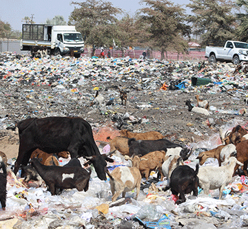 Desperate farmers let livestock graze on dumpsites