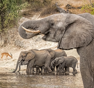 Elephant population stable in conservation areas