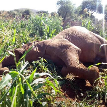 Elephant tussle turns wild