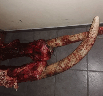Elephant poached in Kavango West
