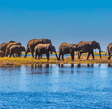 Botswana elephants report denounced for lying