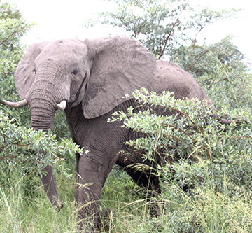 Thirsty jumbos terrorise Sibbinda farmers