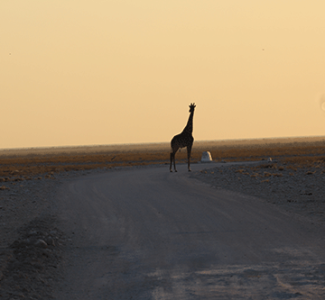 Govt invests N$136m in Etosha roads