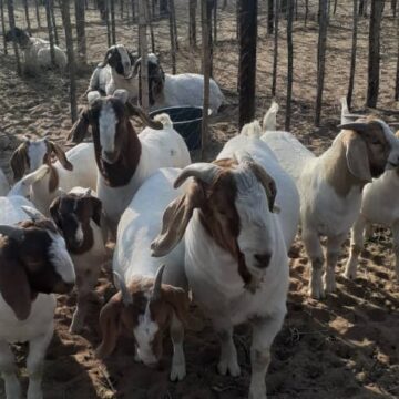 Tsjaka exhibition show concludes