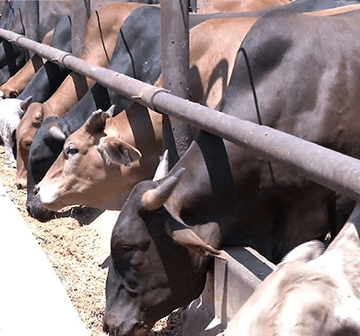 Steep decline in cattle exports as drought persists