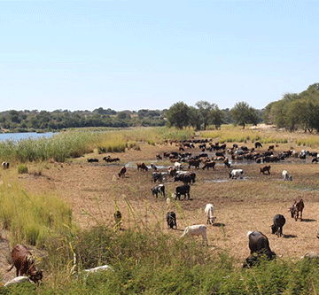 Namibia suspends cattle exports to South Africa