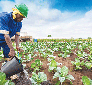 Accurate statistics vital for thriving agri sector: FAO