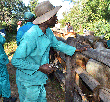 Veterinary services, FAO tackle animal health crisis