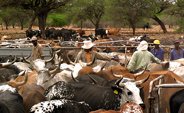 Farmers urged to benefit from better rainfall