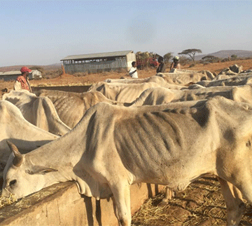 Drought: Farmers forced to migrate …as government declares state of emergency