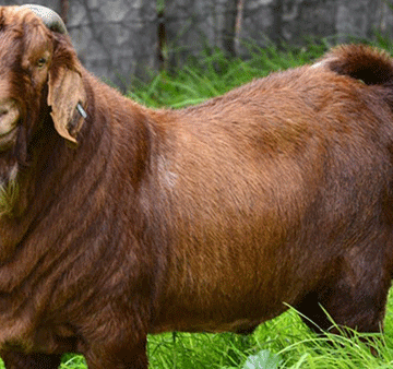 Farmers Tips  Learn about the Kalahari Red goats