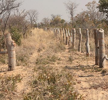 Illegal fencing persists