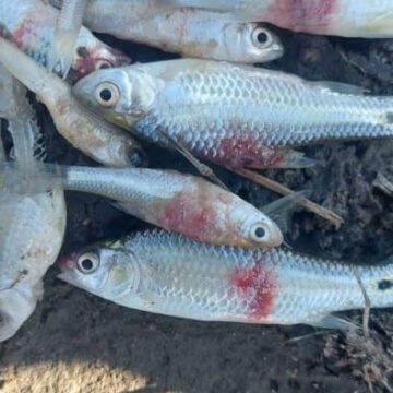 Efundja fish could be contaminated – Biologist