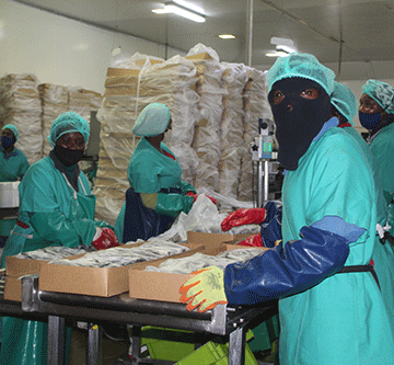 Fish landings plummet