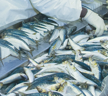 Illegal fishing headache continues … N$1.5 billion revenue lost annually