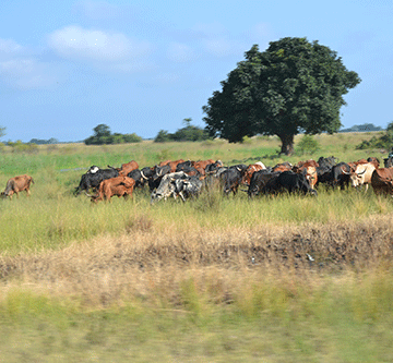 FMD restrictions lifted in Zambezi