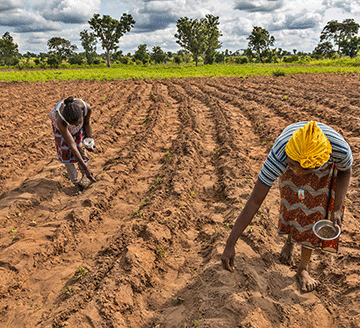 Agriculture – Southern farmers relentless in fight against locusts