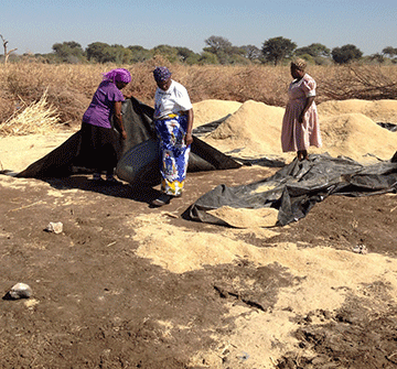 Food insecurity to hit local households…as crop failure and dry spells cause low cereal production