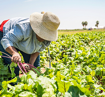 Namibia achieves 45% food self-sufficiency