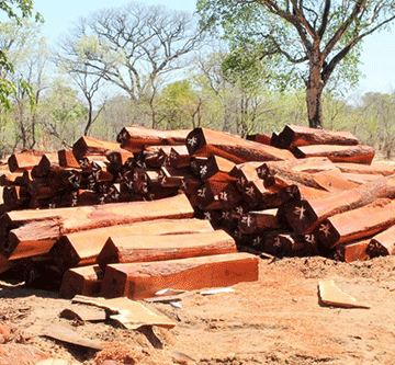 ‘Unsustainable’ logging worries Shifeta