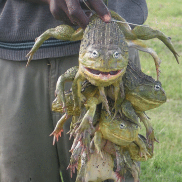 Okaana ka fya omeva eshi kwa li ta ka kwata omafuma