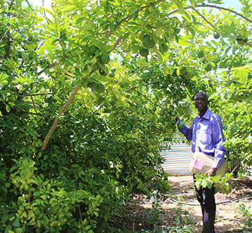 Community garden increases social cohesion