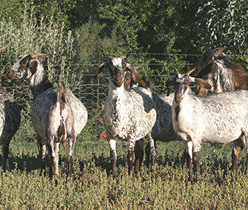 Indigenous veld goat thrives under harsh conditions