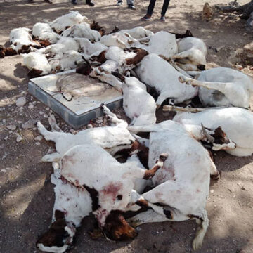  Khorixas farmer loses 43 goats  to lions 