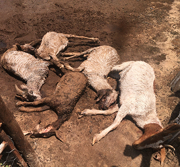 Mystery predator   kills goats