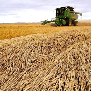 Opinion –  Grain export deal, weapons and the threat of famine in Ukraine