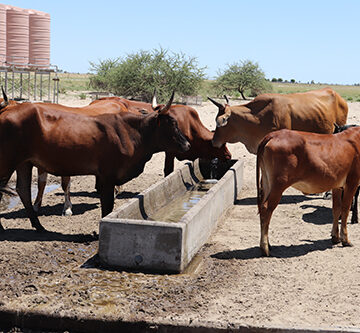 Farmers fear grazing will be depleted at Uuvudhiya