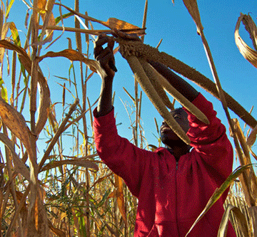 Drought coping strategies for crop farmers 