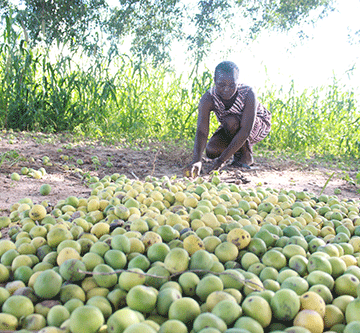 Traditional authority urges protection of medicinal plants