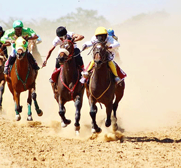 horses jpg Opuwo to revive horse racing