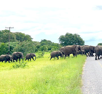 Botswana lobbies against  UK’s trophy hunting bill