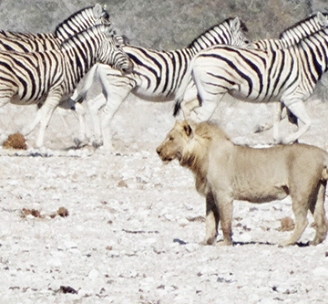 A glimpse into Namibia’s international hunting benefits