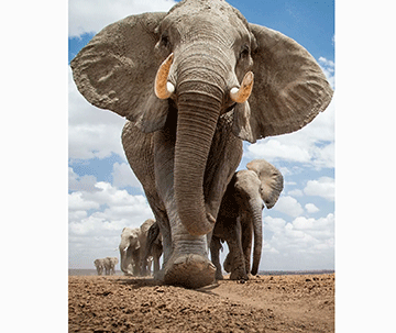 N$1 billion ivory stockpile setback… as Britain imposes fresh ban