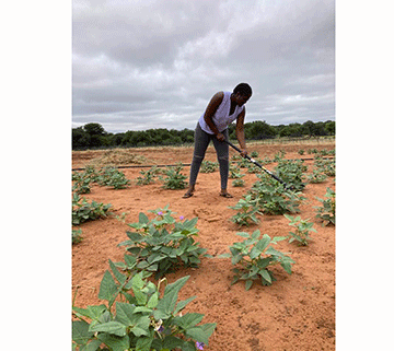 Planting the seeds of success…Muzengua’s crop farming dream sprouts