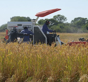 Wild ducks cause havoc at Kalimbeza 