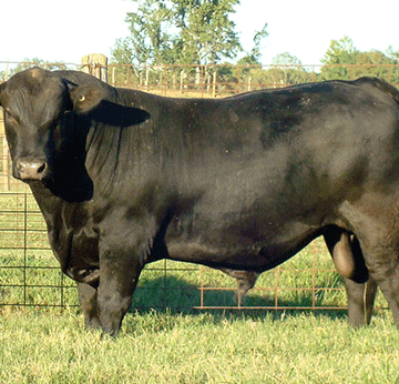 Bull fertility vital to herd’s profitability