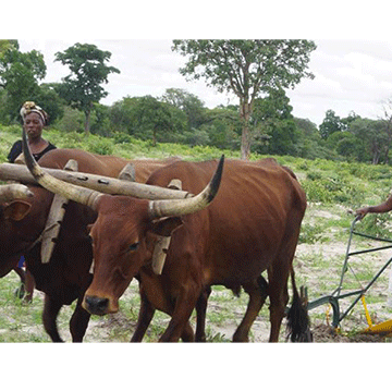 Kavango breadbasket dream alive, well – Ausiku