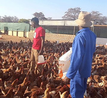 Poultry enterprise thrives  on unique promotion drive