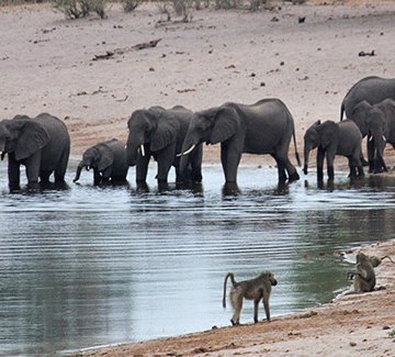 Artificial ivory opens ivory trade ban debate