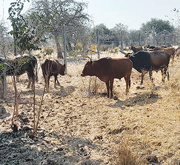 Cattle rustlers turn hospital plot into kraal